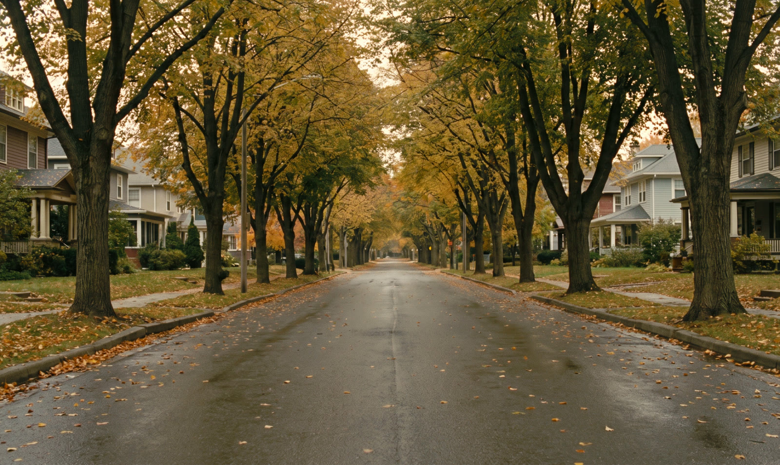 A quiet residential street where mature maples arch over the road in golden autumn light