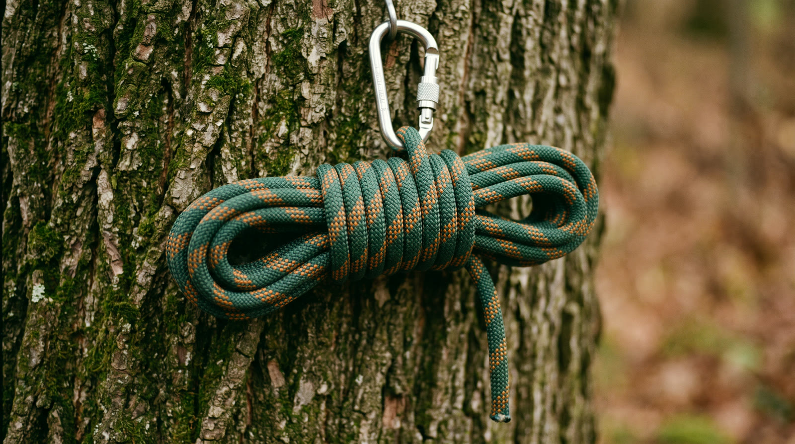 A coiled arborist climbing rope clipped to a locking carabiner against maple bark