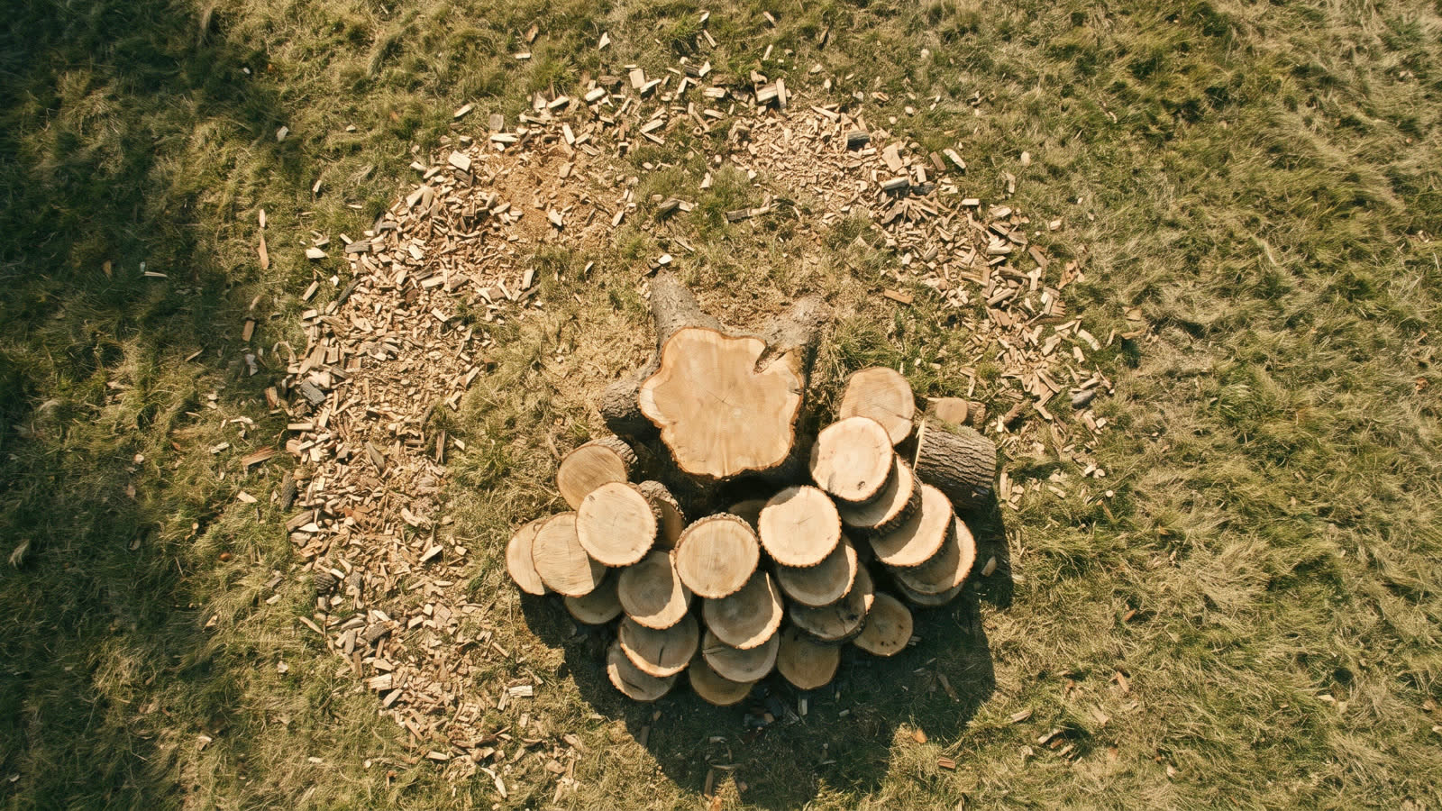 Freshly bucked rounds stacked beside a low stump, seen from above in evening light